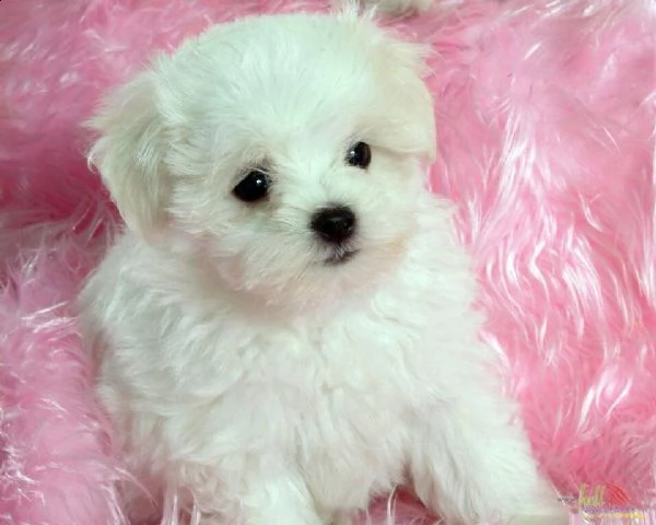 disponiamo cucciolo di maltese mini toy perfettissimo