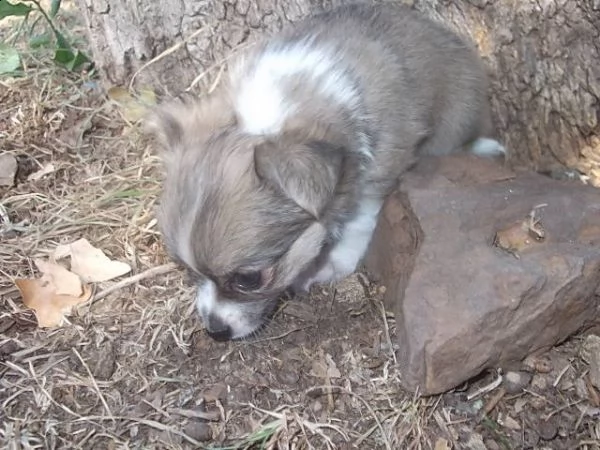 due adorabili cuccioli di chihuahua pronti per l'aggiunta gratuita | Foto 0