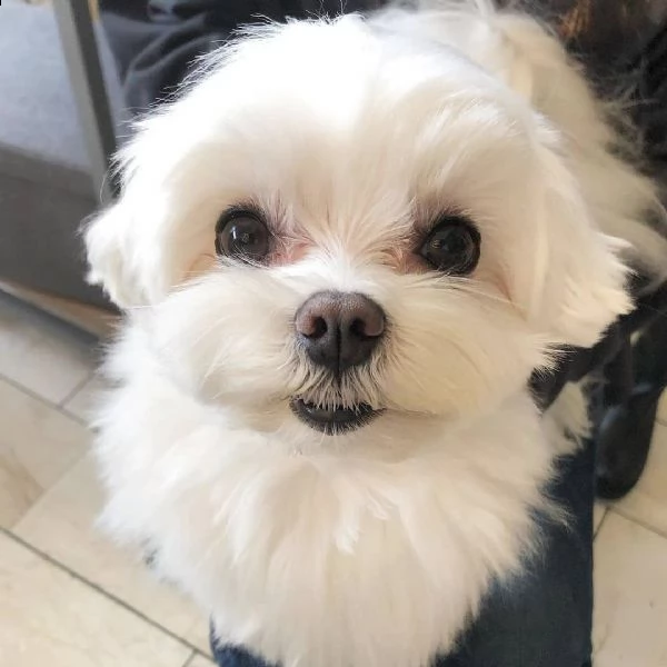 cucciolo maltese femmina