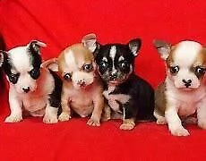 cucciolo di pincher chiwawa mini toy interessanti 