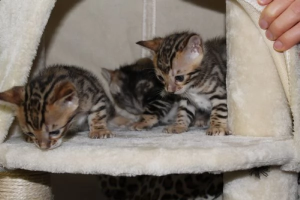 cuccioli gatti bengala con pedigree