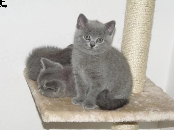 cuccioli di british shorthair e longhair
