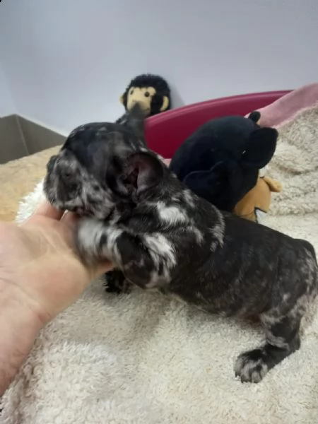 buldog franvese merle femina | Foto 5