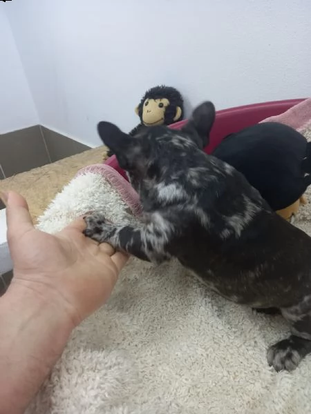 buldog franvese merle femina | Foto 4