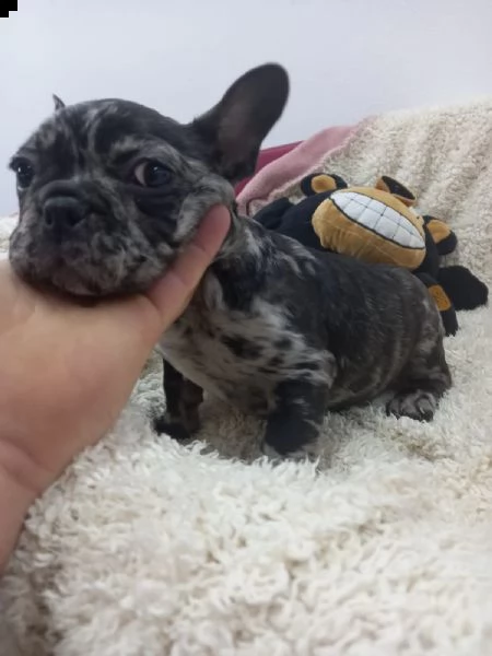 buldog franvese merle femina | Foto 3