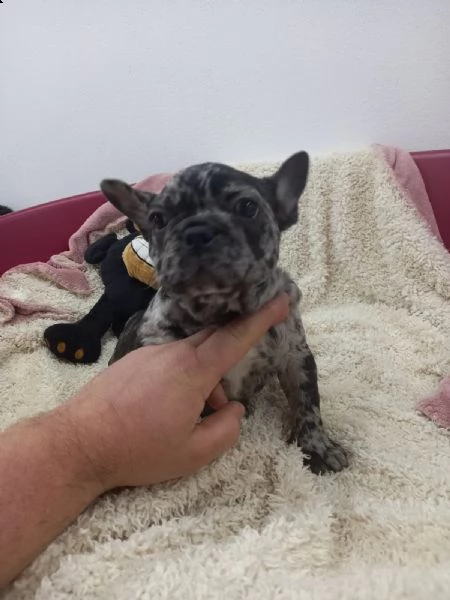 buldog franvese merle femina | Foto 1