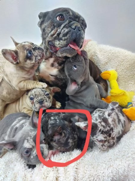 buldog franvese merle femina | Foto 0