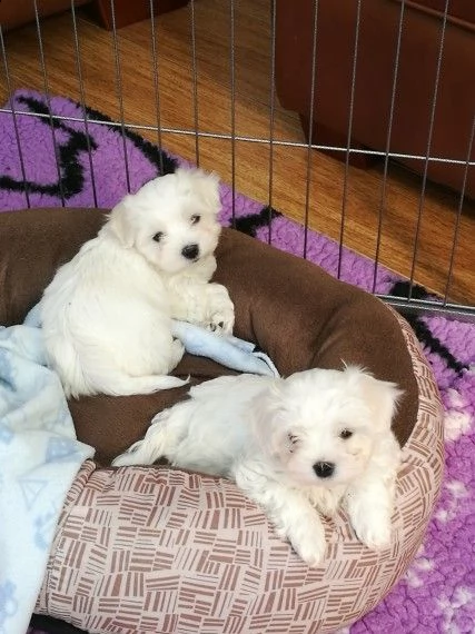 beautiful teacup maltese puppies for pet lovers 