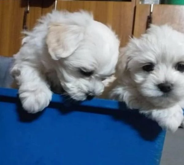 disponibili cuccioli di maltese bianch 