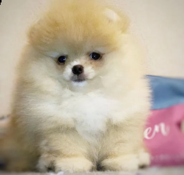 regalo  volpino pomerania mini toy $$$$$