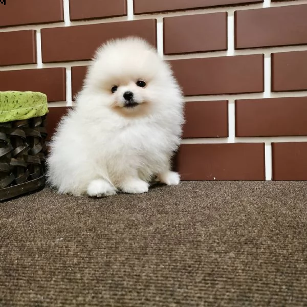 pomeranian pomeranian toy