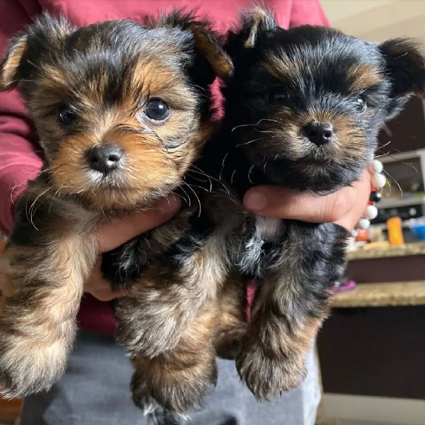 cuccioli di yorkshire terrier
