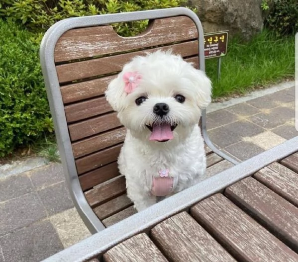 regalo maltese | Foto 0