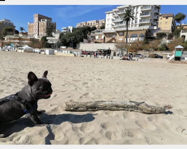 vendita cucciolo bouledogue - bulldog francese cuccioli blu
