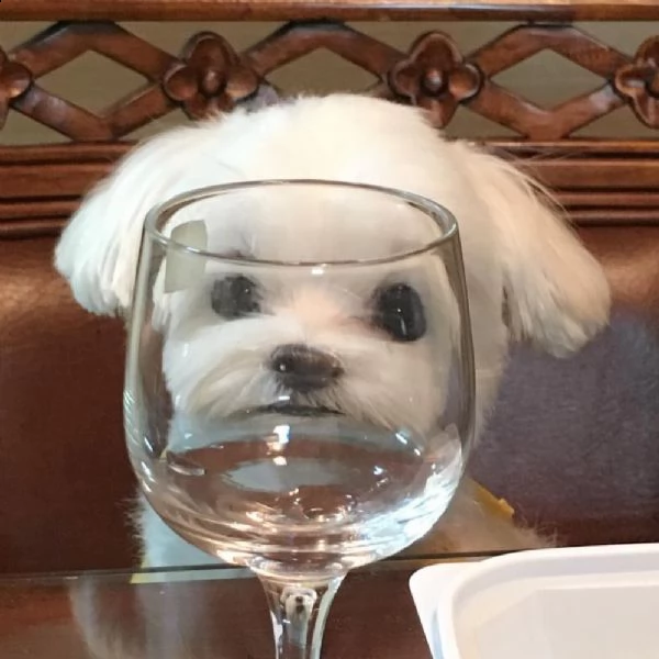 malto urgente maltese toy | Foto 0