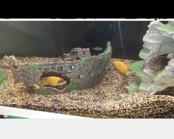 pesci ciclidi africani del malawi | Foto 1