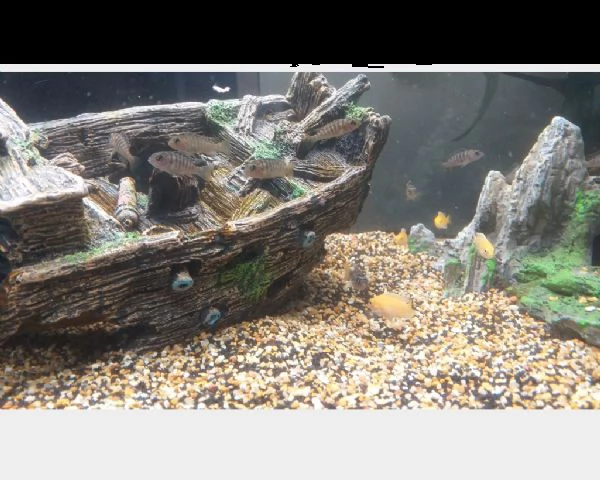 pesci ciclidi africani del malawi