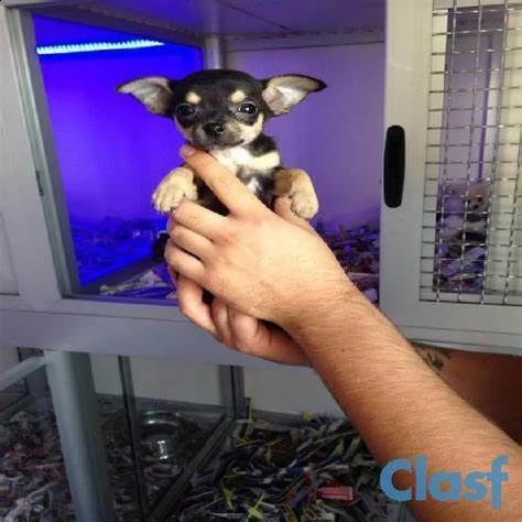 cucciolo di chiwawa mini toy gentilissimo afetuosissimo e velocissimo