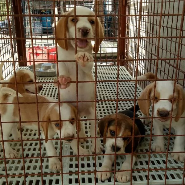mini tazza da tè beagle maschi e femmine cuccioli