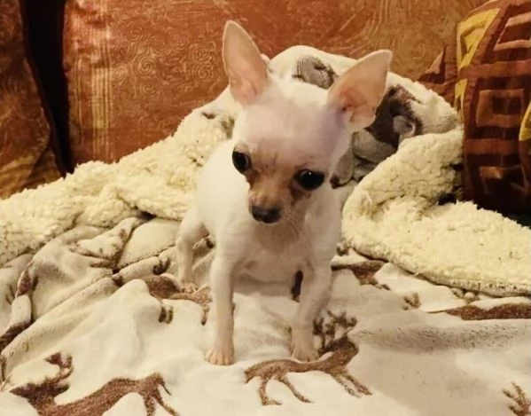 cucciolo di chi molto piccolo