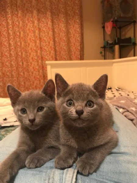 cucciolo di blu di russia | Foto 2