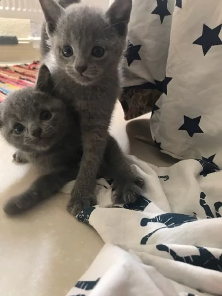 cucciolo di blu di russia | Foto 1