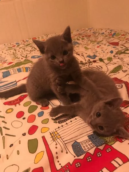 cucciolo di blu di russia | Foto 0