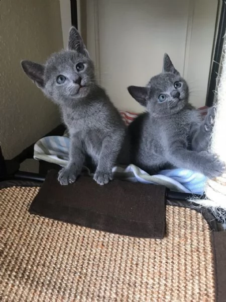 cucciolo di blu di russia