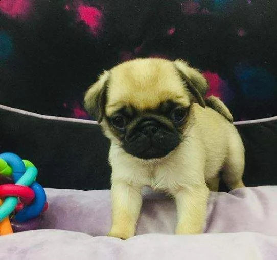 teneri cucciolini carlino b3lissimi calmissimi e sanisissimi 