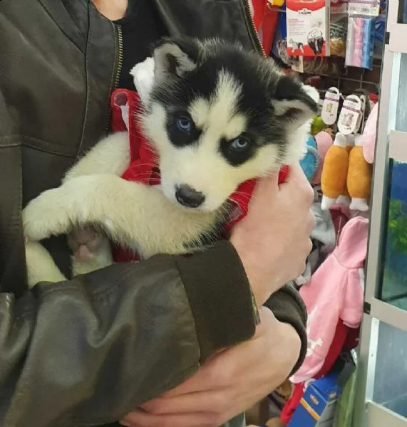 temerario haschi syberan