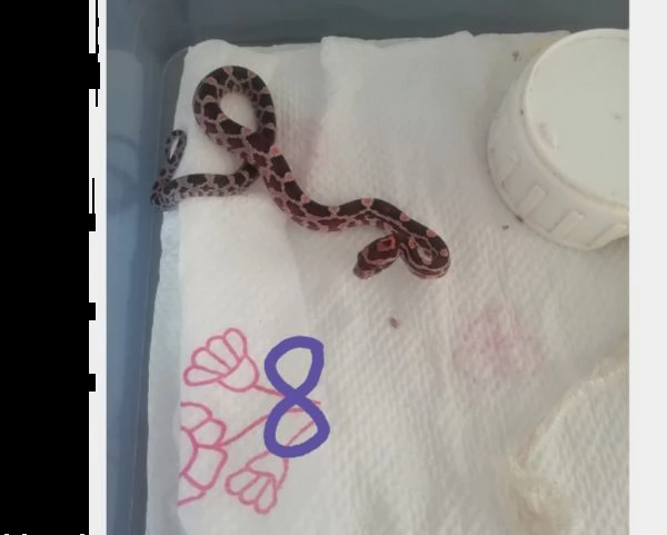 pantherophis guttatus serpente del grano | Foto 1