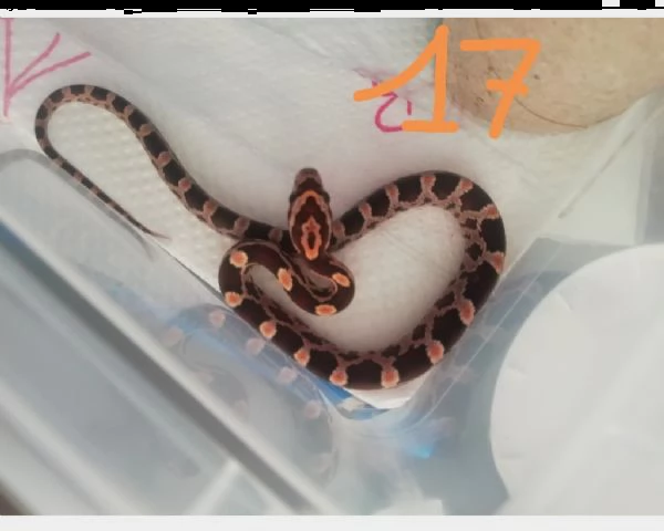 pantherophis guttatus serpente del grano | Foto 0