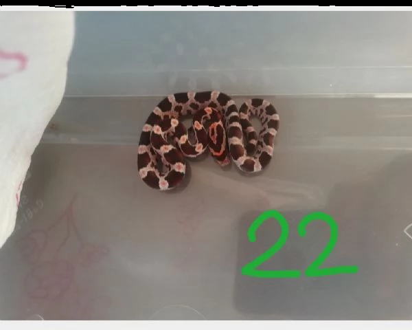 pantherophis guttatus serpente del grano