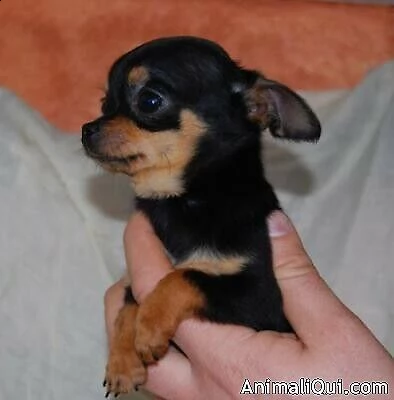 parsimonioso cuccioletto di pincher