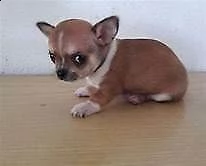 spensierati cuccioletti di chihuahua, di 90 giorni, 