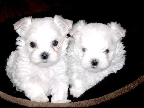 cucciolo di maltese mini mini toy buonissimo 
