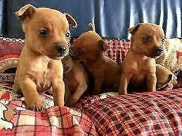 disponibili cucciolo di pincher chuwawa mini toy di 2 mesi 