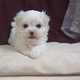 cucciolo di maltese mini mini toy perfettissimi 
