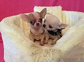 cucciolo di chiwawa mini toy