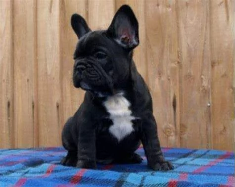 disponiamo cucciolo di bull dog francese perfettissimo