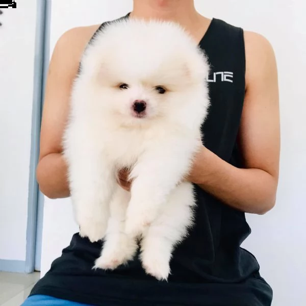 regalo  volpino pomerania mini toy  | Foto 0