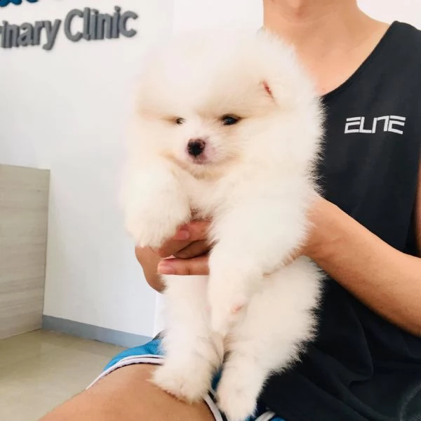 regalo  volpino pomerania mini toy 