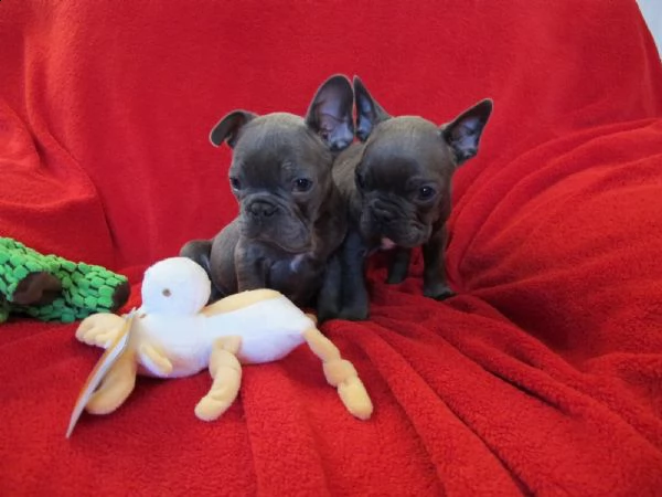 bulldog francesi cuccioli