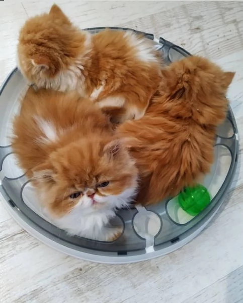 simpatici gattini persiani al cioccolato | Foto 0