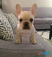 cucciolo di bull dog francese tranquillissimo buonissimo 