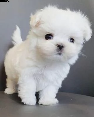 cuccioli maltesi in adozione