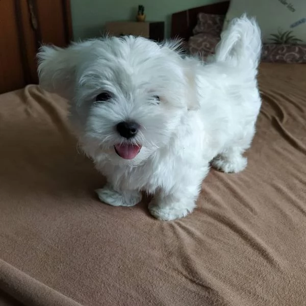 cuccioli maltesi in adozione | Foto 2