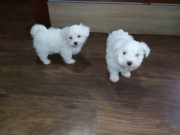 cuccioli maltesi in adozione | Foto 1