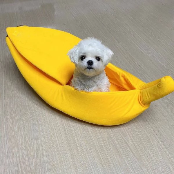 regalo maltese::::::: | Foto 0