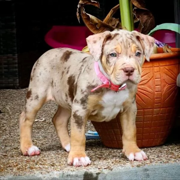 cuccioli di pitbull in vendita | Foto 2